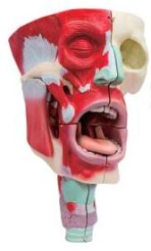 鼻、口、咽喉腔分解模型